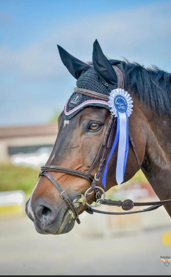Gite Ecuries Vineuil Jump 6 Personnes المظهر الخارجي الصورة